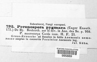 Plasmoverna pygmaea image